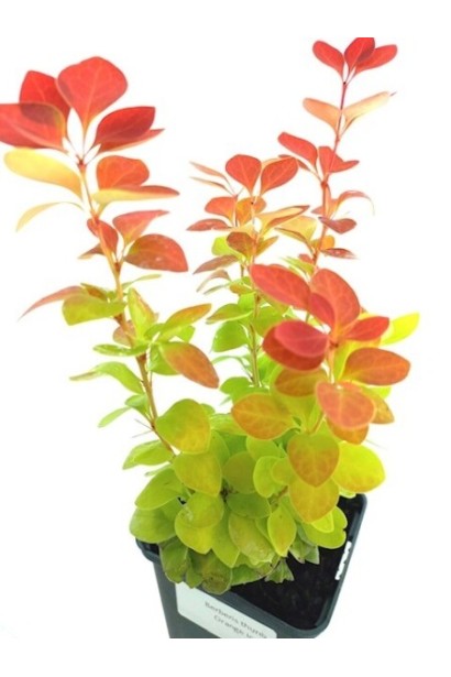 Барбарис Оранж Айс в контейнері Р9